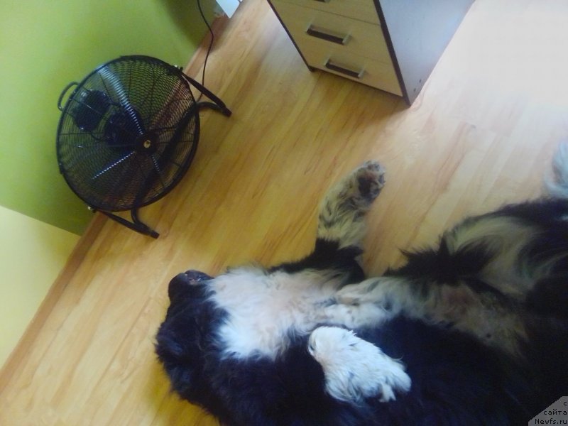 Фото: ньюфаундленд Starbimovlav Gardemarin (Старбимовлав Гардемарин)