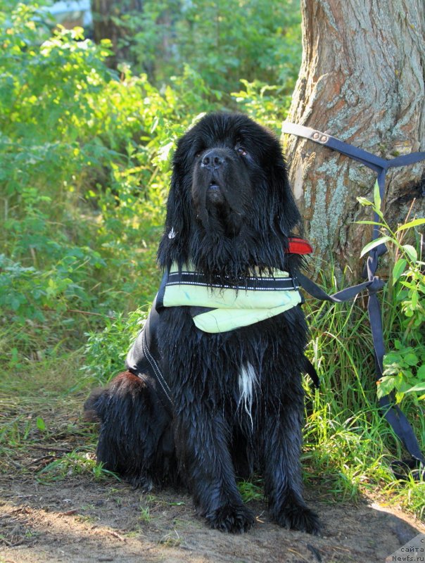 Фото: ньюфаундленд Daanich Veselyiy Rodjer (Даанич Веселый Роджер)