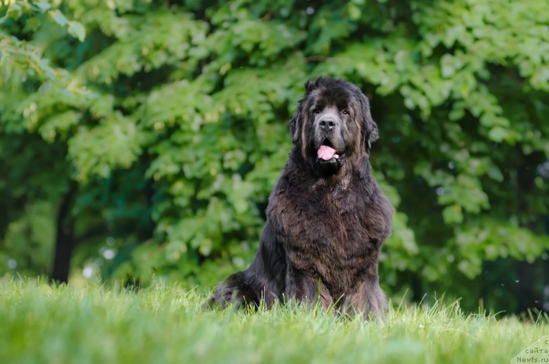 Фото: ньюфаундленд Dyurbahler Klab Al'faretta Vin'etta (Дюрбахлер Клаб Альфаретта Виньетта)