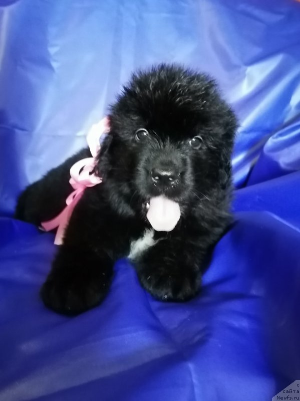 Фото: ньюфаундленд SHarlota Gloud of Lav (Шарлота Глоуд оф Лав)