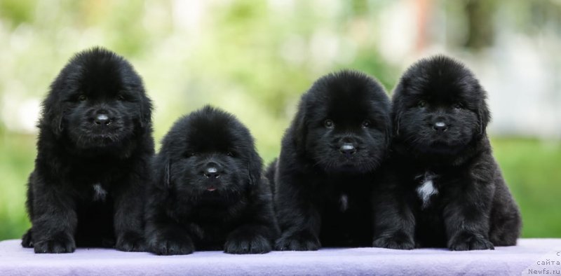 Фотография № 248564