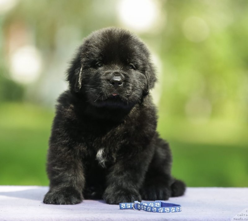 Фотография № 248565