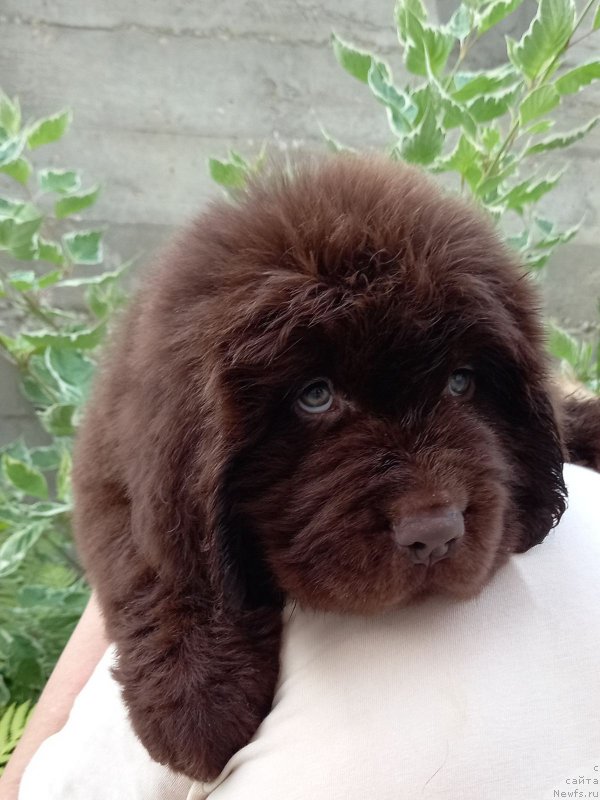 Фото: ньюфаундленд Cherniy Balu Sultan Suleyman (Черный Балу Султан Сулейман)