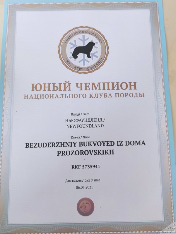 Фото: ньюфаундленд Bezuderzhniy Bukvoyed iz Doma Prozorovskikh (Безудержный Буквоед из Дома Прозоровских)