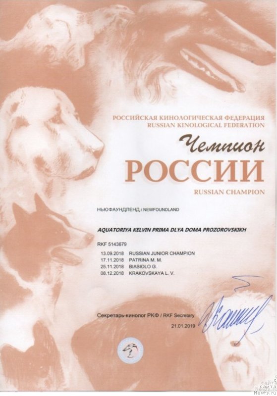 Фото: ньюфаундленд Bezuderzhniy Bukvoyed iz Doma Prozorovskikh (Безудержный Буквоед из Дома Прозоровских)