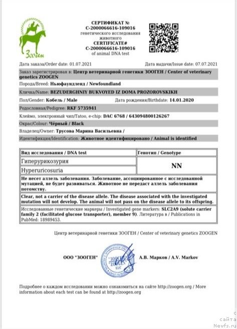 Фото: ньюфаундленд Bezuderzhniy Bukvoyed iz Doma Prozorovskikh (Безудержный Буквоед из Дома Прозоровских)