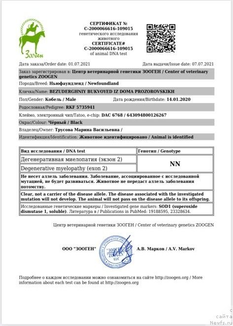 Фото: ньюфаундленд Bezuderzhniy Bukvoyed iz Doma Prozorovskikh (Безудержный Буквоед из Дома Прозоровских)