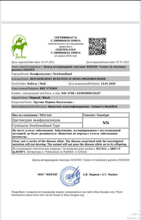 Фото: ньюфаундленд Bezuderzhniy Bukvoyed iz Doma Prozorovskikh (Безудержный Буквоед из Дома Прозоровских)