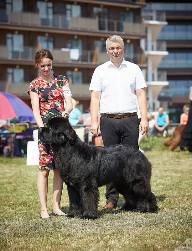 Фото: ньюфаундленд Bezuderzhniy Bukvoyed iz Doma Prozorovskikh (Безудержный Буквоед из Дома Прозоровских), Margarita Dolotova (Маргарита Долотова)