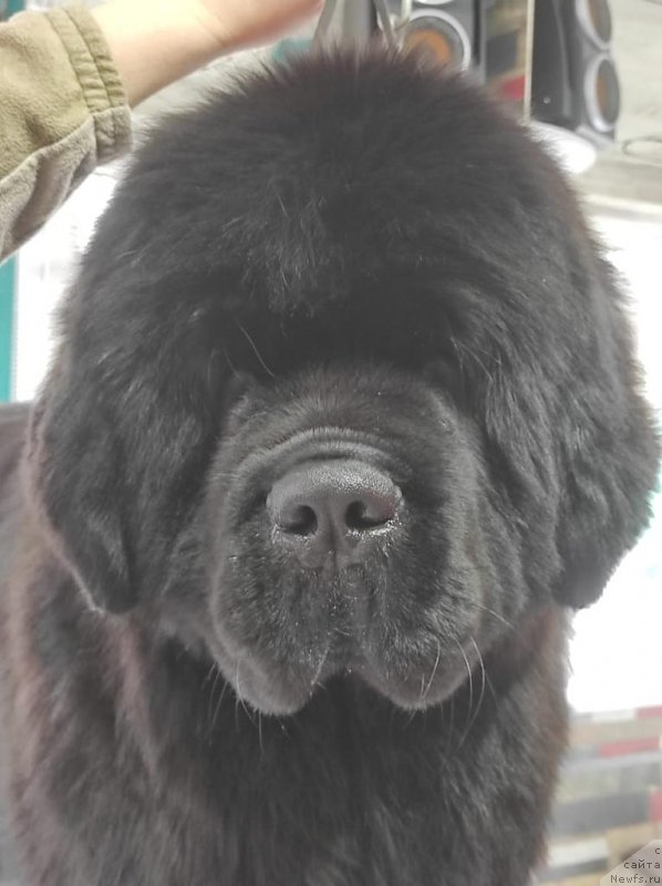 Фото: ньюфаундленд Bezuderzhniy Bukvoyed iz Doma Prozorovskikh (Безудержный Буквоед из Дома Прозоровских)