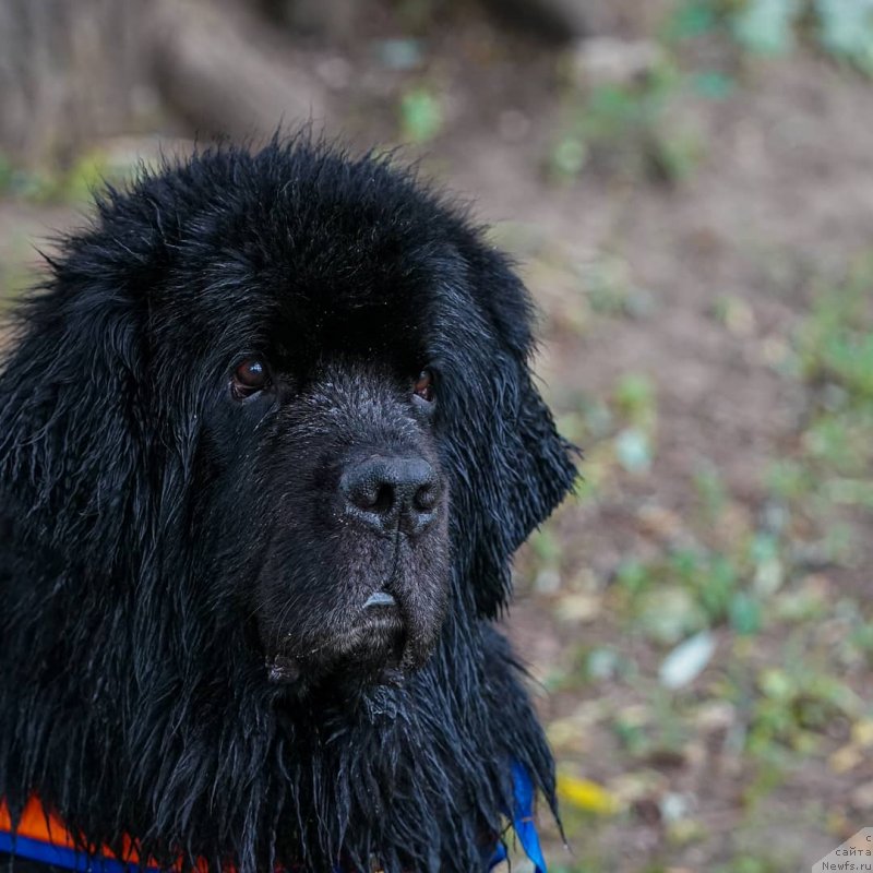 Фотография № 248582