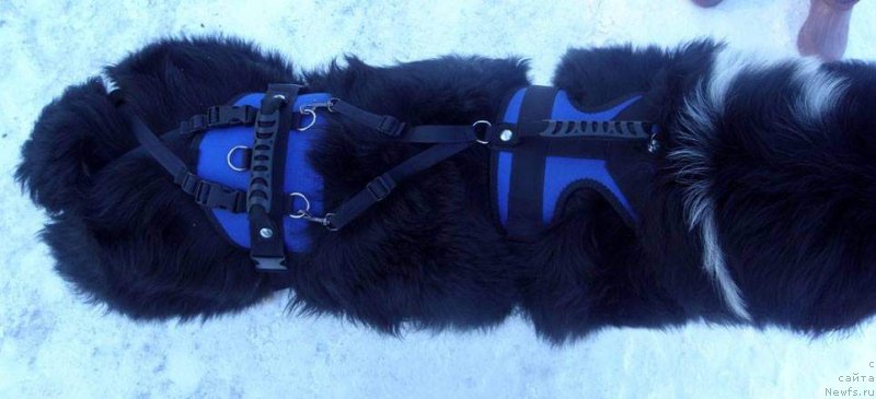 Фото: ньюфаундленд Starbimovlav Gardemarin (Старбимовлав Гардемарин)