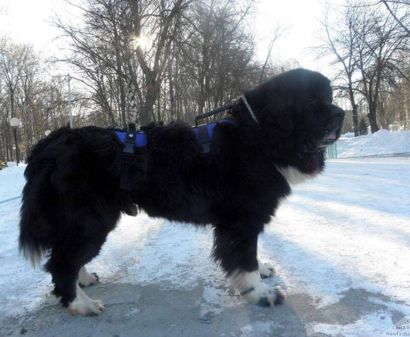 Фото: ньюфаундленд Starbimovlav Gardemarin (Старбимовлав Гардемарин)