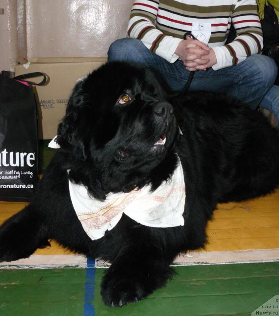 Фото: ньюфаундленд Pchyolkin Dom Afonya (Пчёлкин Дом Афоня)