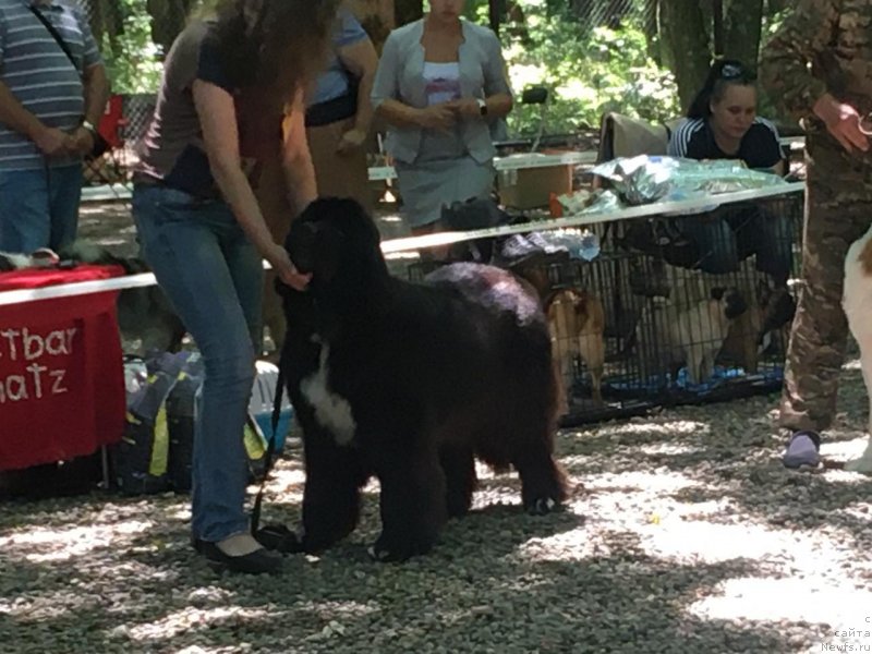 Фото: ньюфаундленд Nikol' (Николь)