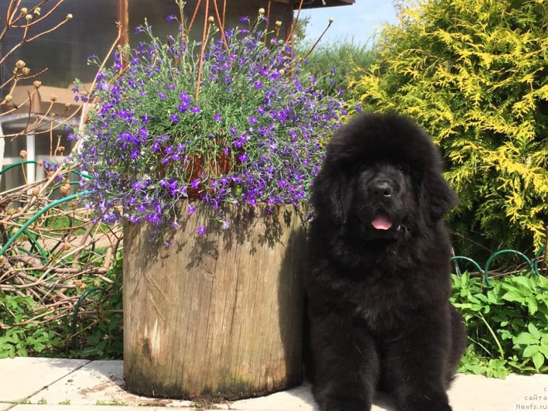 Фото: ньюфаундленд Smigar Every Soul Want Love (Смигар Еври Соул Вонт Лав)