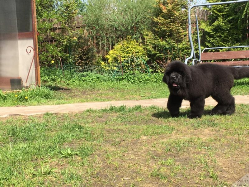 Фото: ньюфаундленд Smigar Every Soul Want Love (Смигар Еври Соул Вонт Лав)