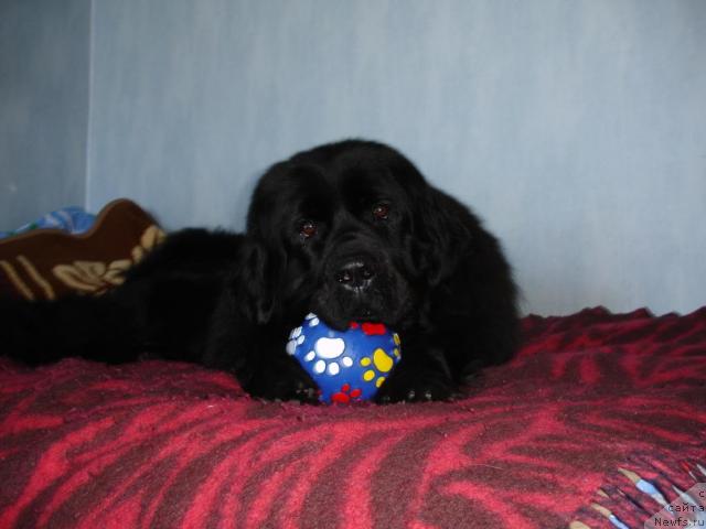 Фото: ньюфаундленд CHansi iz Zolotogo Treugol'nika (Чанси из Золотого Треугольника)