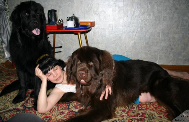 Фото: ньюфаундленд Zorran Snejnyiy Podarok (Зорран Снежный Подарок)