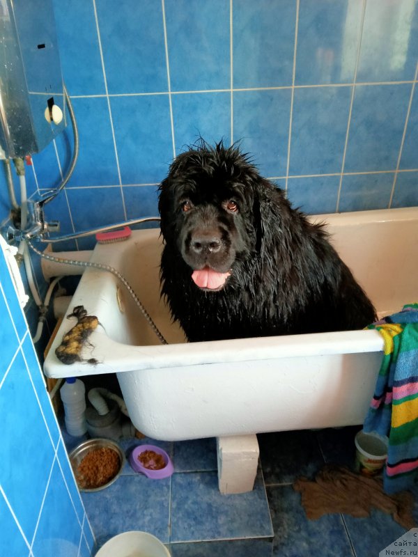 Фото: ньюфаундленд Ugryum Reka iz Tihogo Omuta (Угрюм Река Из Тихого Омута)