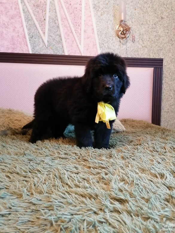 Фото: ньюфаундленд SHarmel' Lav Song (Шармель Лав Сонг)