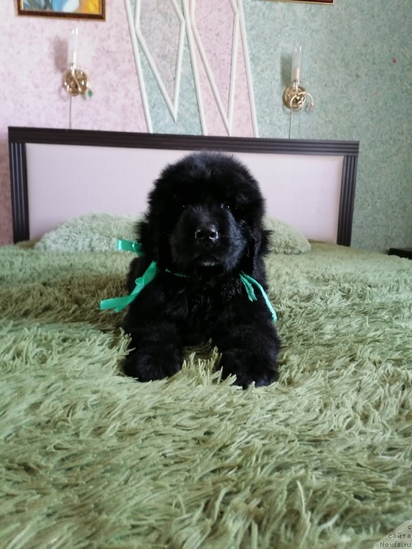 Фото: ньюфаундленд Sherman Lav Forever (Шерман Лав Форевер)