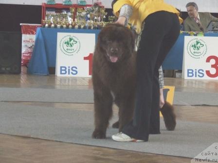 Фото: ньюфаундленд B'yutifol King (Бьютифол Кинг)