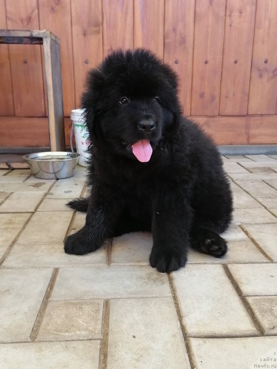 Фото: ньюфаундленд SHervut Noble Diver (Шервут Нобле Дивер)