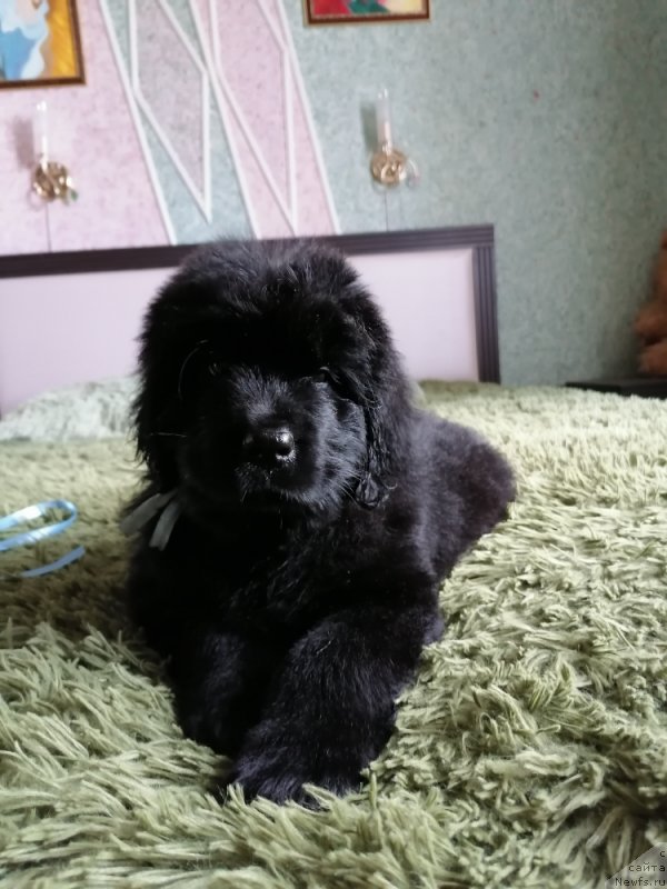 Фото: ньюфаундленд SHeyla Forest Flover (Шейла Форест Фловер)