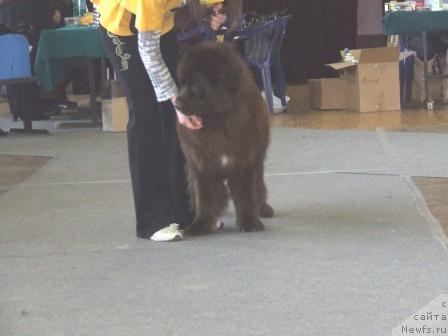 Фото: ньюфаундленд Bridjit Bardo (Бриджит Бардо)