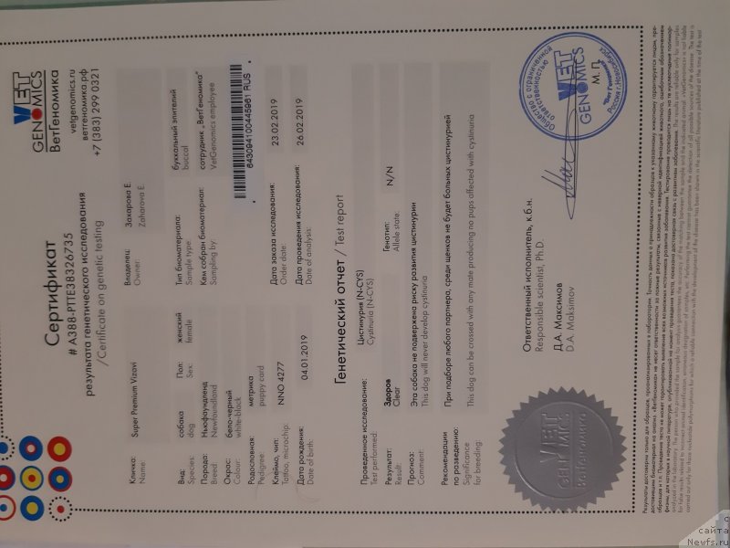 Фото: ньюфаундленд Super Premium Vizavi