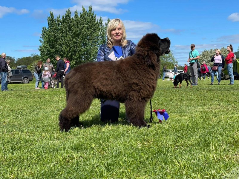 Фото: ньюфаундленд Mississippi-Missouri Pink Floyd