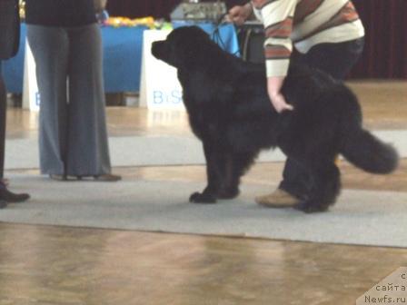Фото: ньюфаундленд Roksana Ledi Sovershenstvo (Роксана Леди Совершенство)