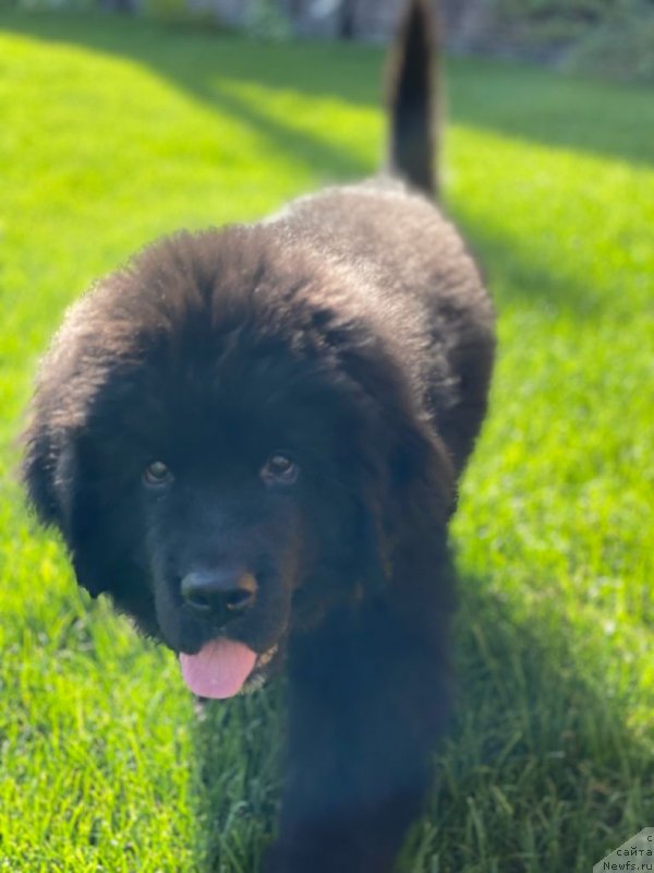 Фото: ньюфаундленд Sherman Lav Forever (Шерман Лав Форевер)