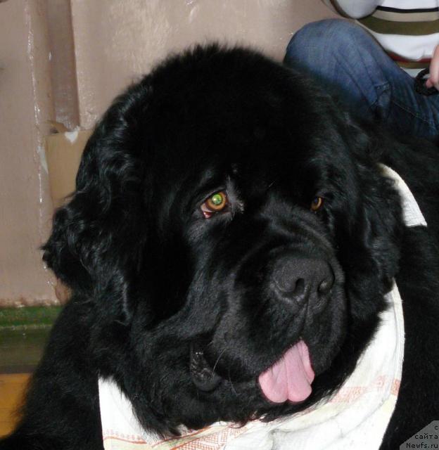 Фото: ньюфаундленд Pchyolkin Dom Afonya (Пчёлкин Дом Афоня)