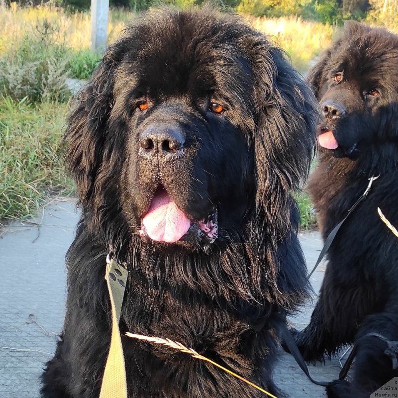 Фото: ньюфаундленд CHeshirskiy Pyos iz Plemeni Kedra (Чеширский Пёс из Племени Кедра)