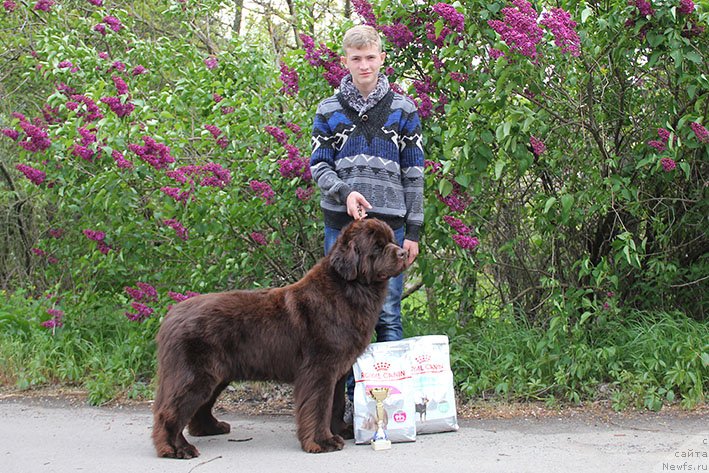 Фото: ньюфаундленд Tsezariya s Berega Dona (Цезария с Берега Дона)