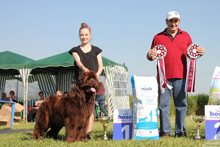 Фото: ньюфаундленд Tsefi s Berega Dona (Цефи с Берега Дона)