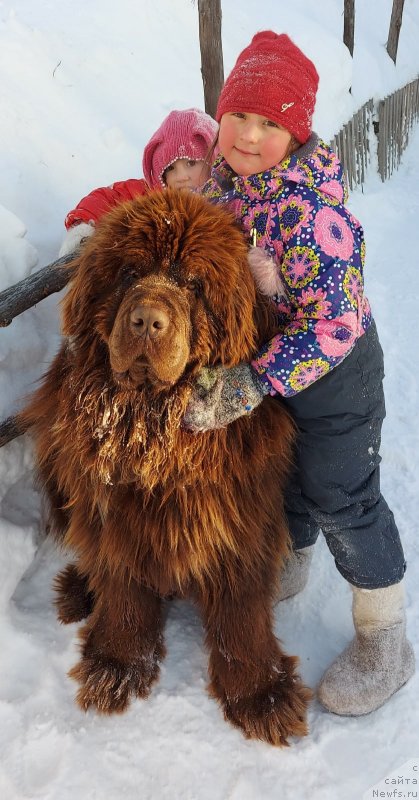 Фото: ньюфаундленд Tsigel' s Berega Dona (Цигель с Берега Дона)
