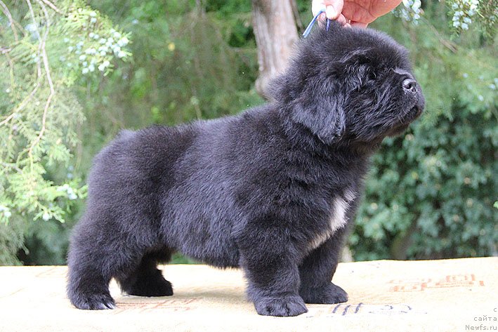 Фото: ньюфаундленд Chivas Rigl s Berega Dona (Чивас Ригл с Берега Дона)