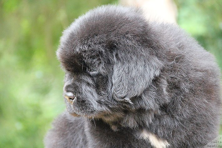 Фото: ньюфаундленд Chivas Rigl s Berega Dona (Чивас Ригл с Берега Дона)