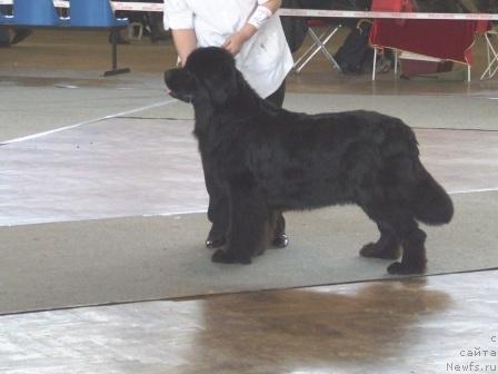 Фото: ньюфаундленд Undina Bell-Ail ot Tsatsyby (Ундина Белл-Айл от Цацибы)