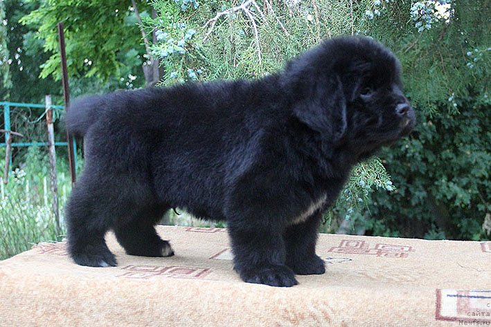 Фото: ньюфаундленд Chegem Nesh s Berega Dona (Чегем Нэш с Берега Дона)