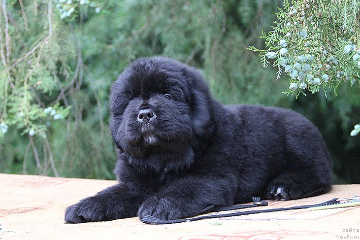 Фото: ньюфаундленд Chegem Nesh s Berega Dona (Чегем Нэш с Берега Дона)