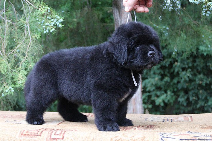 Фото: ньюфаундленд Chilim Gur s Berega Dona (Чилим Гур с Берега Дона)