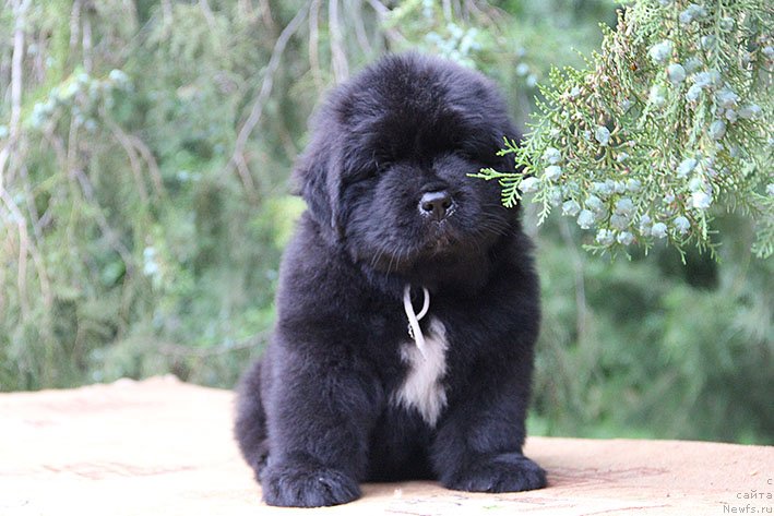 Фото: ньюфаундленд Chilim Gur s Berega Dona (Чилим Гур с Берега Дона)