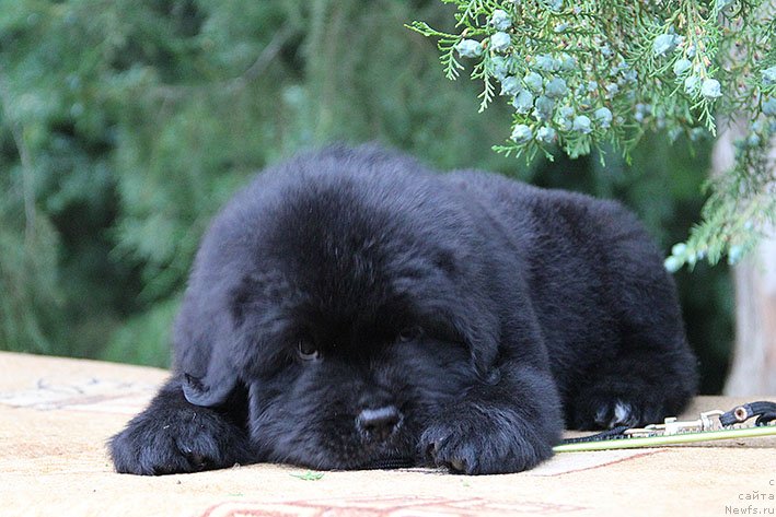 Фото: ньюфаундленд Chilim Gur s Berega Dona (Чилим Гур с Берега Дона)