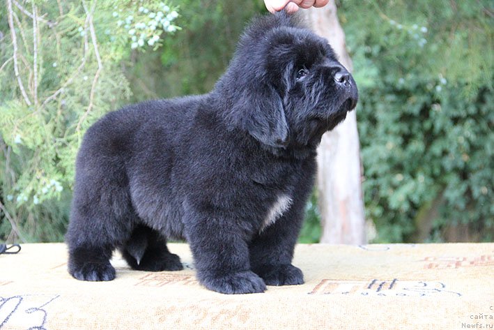 Фото: ньюфаундленд Chiprian s Berega Dona (Чиприан с Берега Дона)