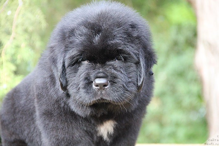 Фото: ньюфаундленд Chiprian s Berega Dona (Чиприан с Берега Дона)