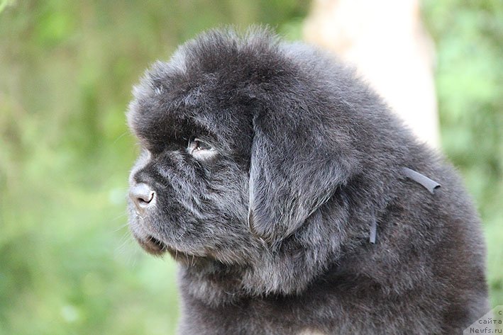 Фото: ньюфаундленд Chiprian s Berega Dona (Чиприан с Берега Дона)